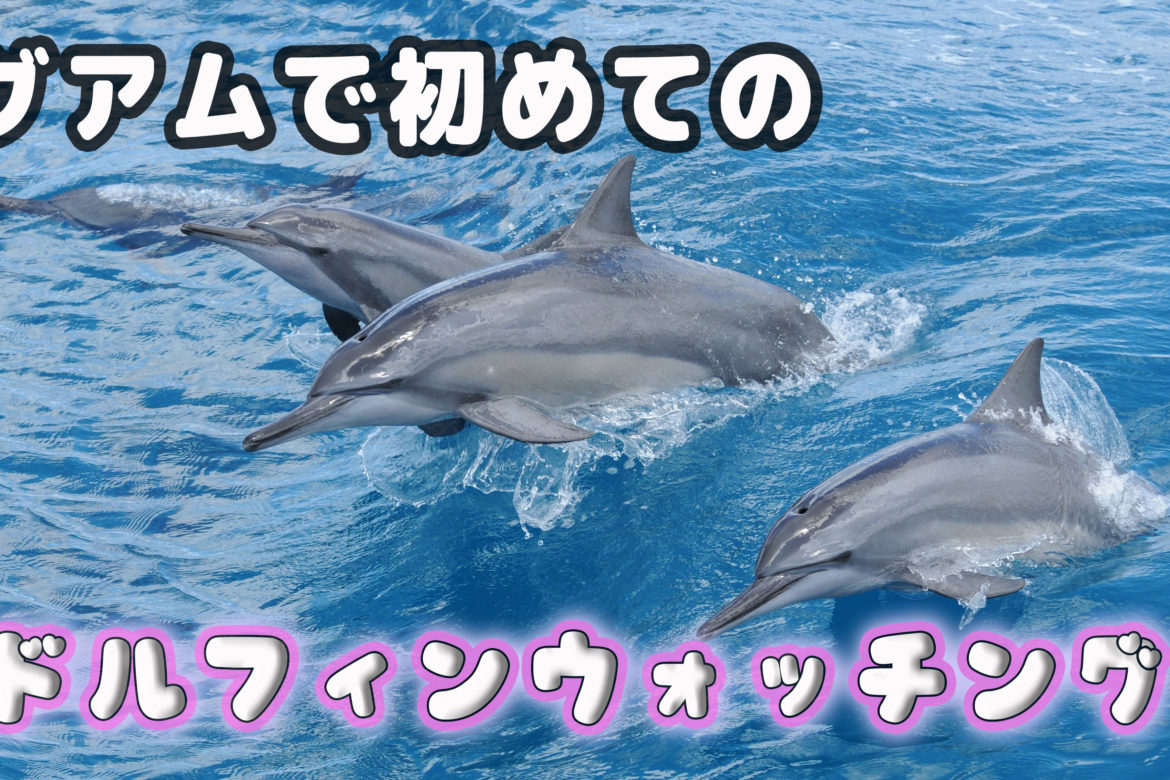 グアムで初めてのドルフィンウォッチング 野生のイルカに感動 Iguam Jp グアムで初めてのドルフィンウォッチング 野生のイルカに感動 Iguam Jp